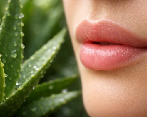 Tutti i benefici dell’aloe vera per labbra sane, protette e rigenerate